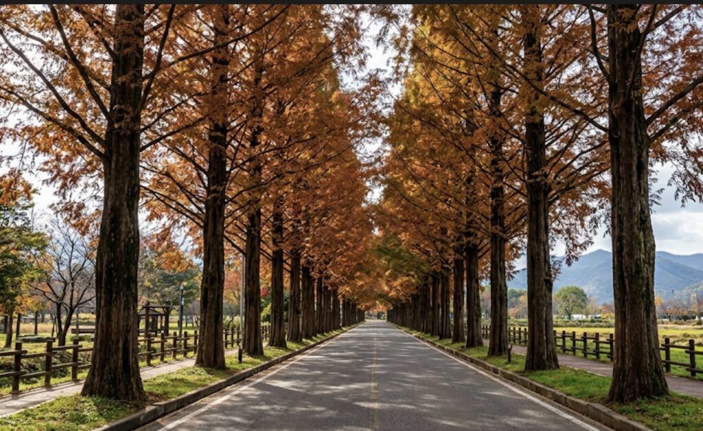 Metasequoia Path