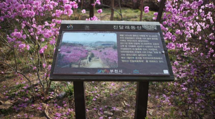 Bucheon: Your Gateway to Korea’s Fantastic World of Comics, Culture, and Charm!