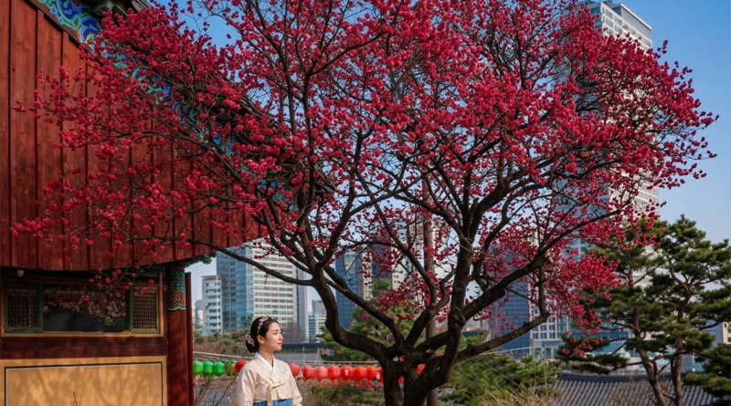 Red Plum Blossoms at Bongeunsa Temple, Seoul