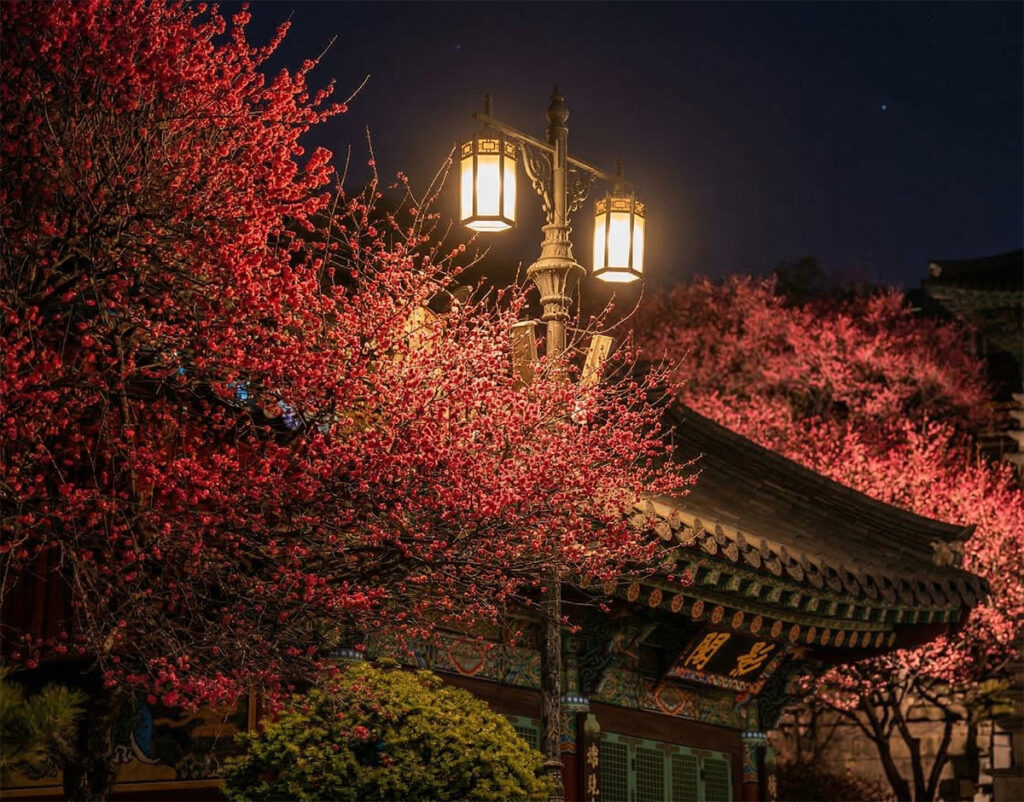 Red Plum Blossoms at Bongeunsa Temple, Seoul
