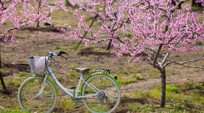 Discover the Secret Garden Behind the City of Snow Crabs