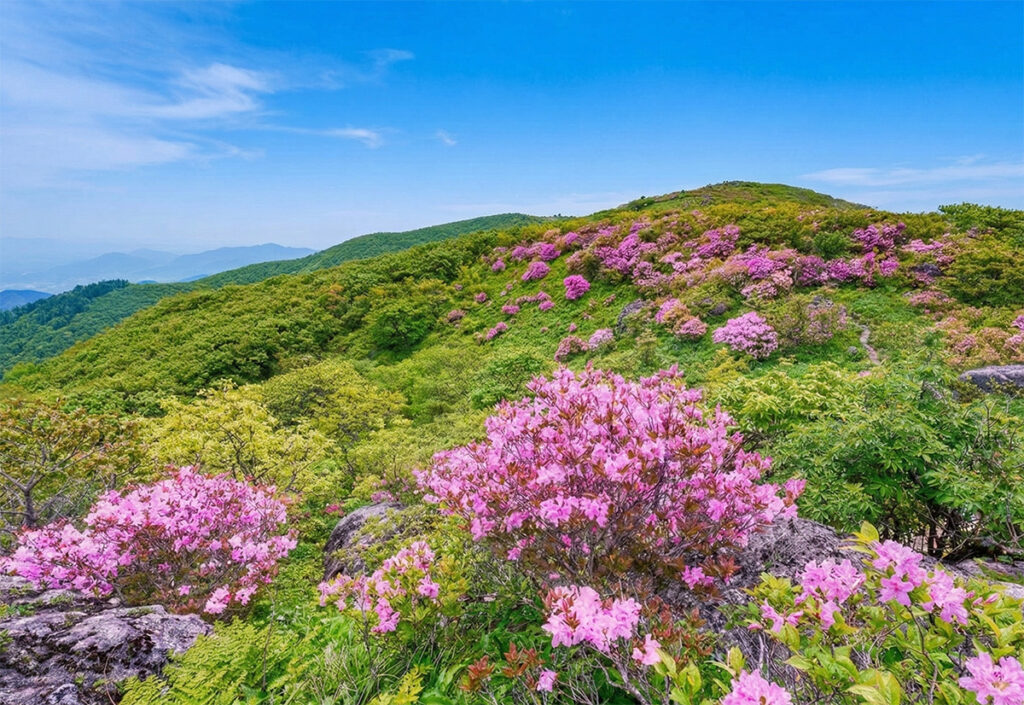Royal Azalea in Sobaeksan Mountain