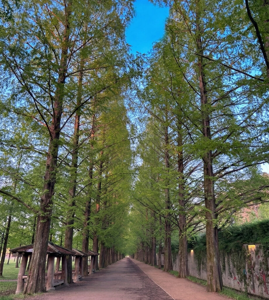 Damyang Metasequoia Road