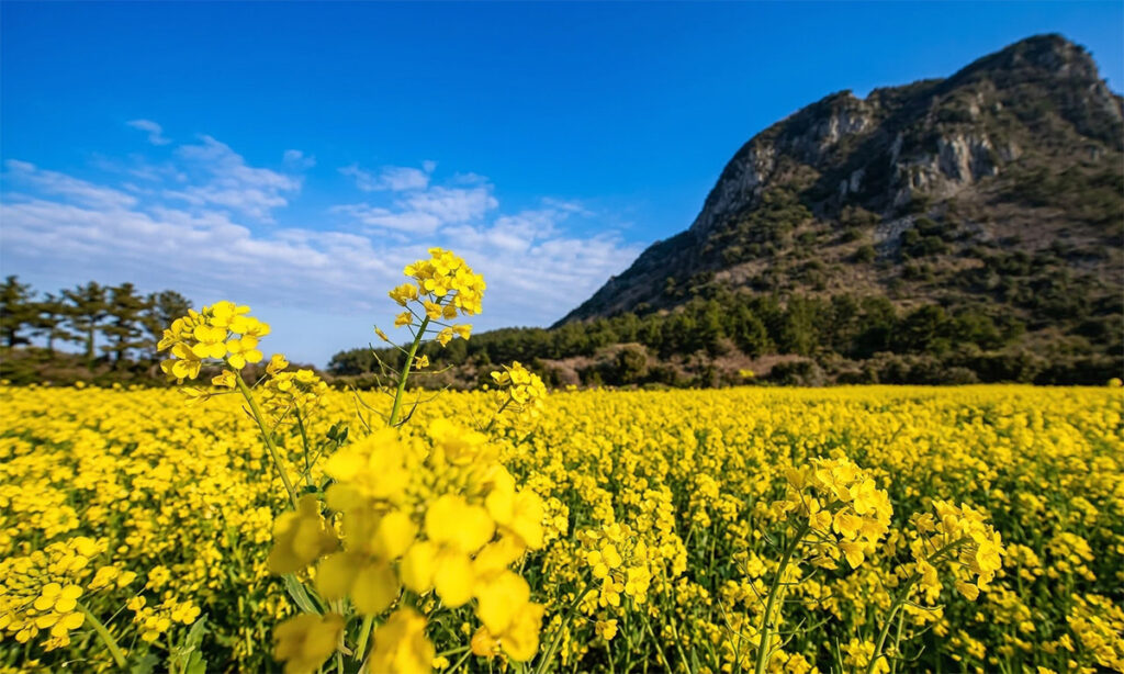 canola flower hotspots in Seogwipo, Jeju