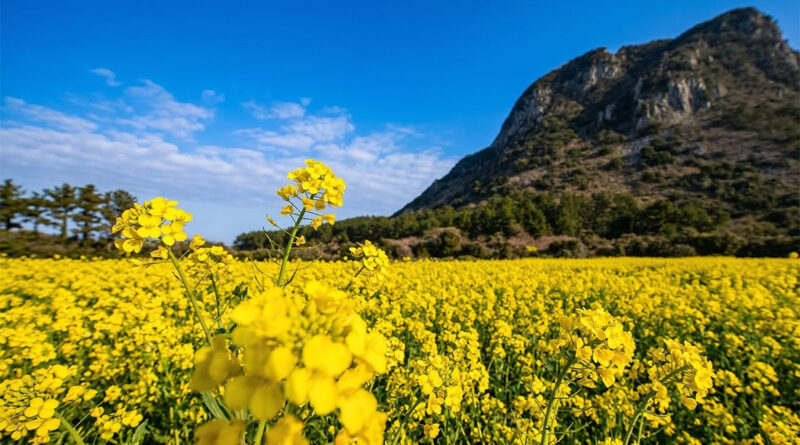 canola flower hotspots in Seogwipo, Jeju