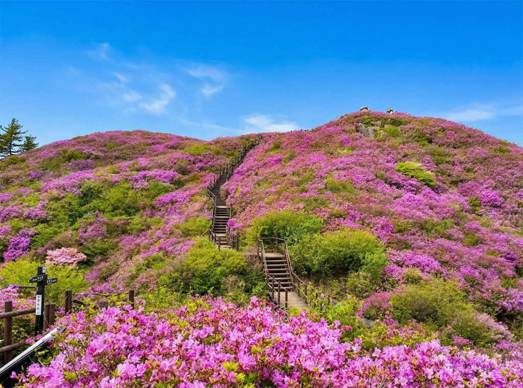 Royal Azalea in Sobaeksan Mountain
