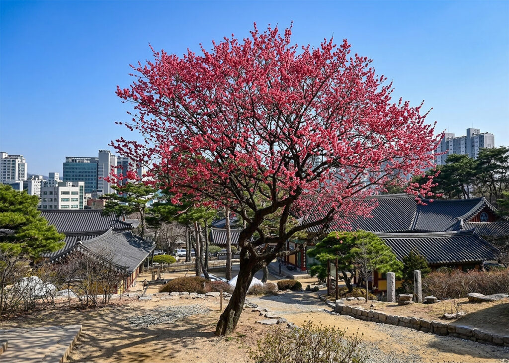 Red Plum Blossoms at Bongeunsa Temple, Seoul