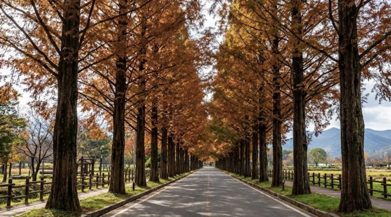Metasequoia Path