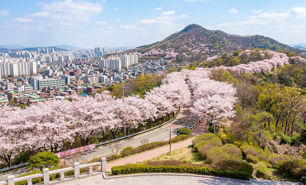 Cheongju: A Cherry Blossom Sanctuary Near Seoul